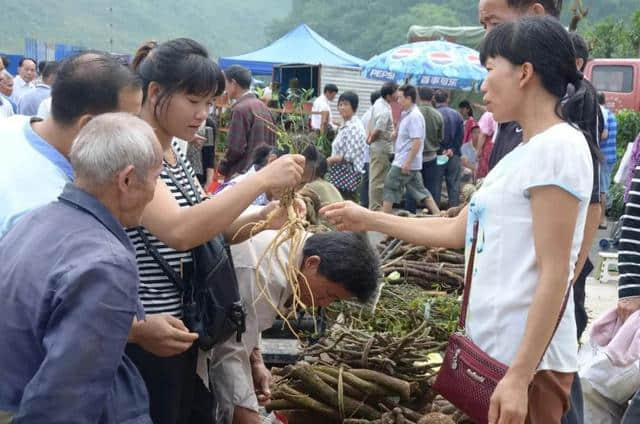 推荐 | 靖西端午药市明天开始啦，你可以在这里逛药市、购药材、看表演……