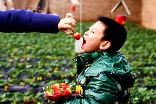 佛山最新摘草莓地图出炉！新春假期一家人约起出游吧！