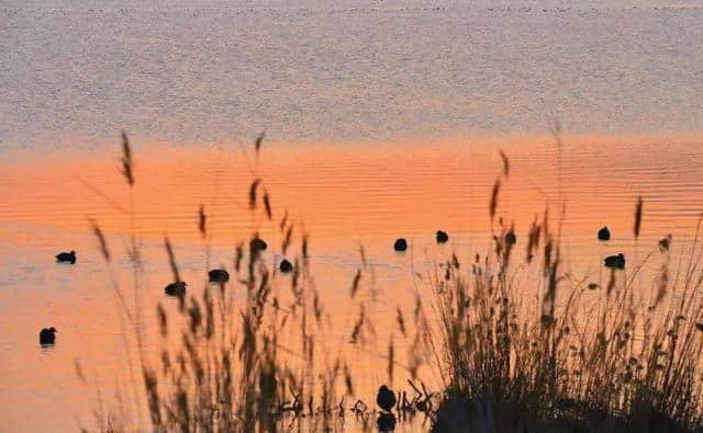 寻芳踏青好时节:来宁夏沙湖观百鸟翱翔