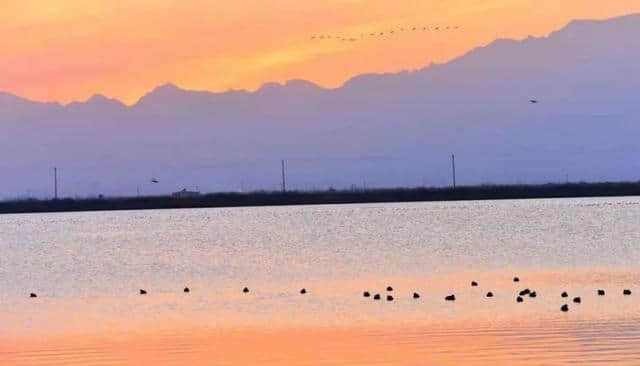 寻芳踏青好时节:来宁夏沙湖观百鸟翱翔