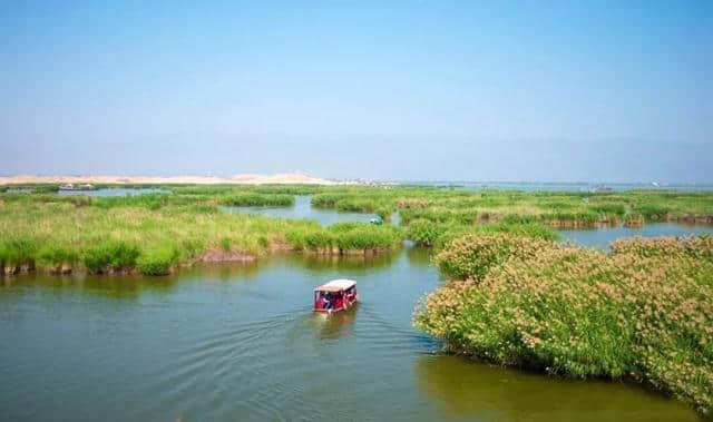 寻芳踏青好时节:来宁夏沙湖观百鸟翱翔