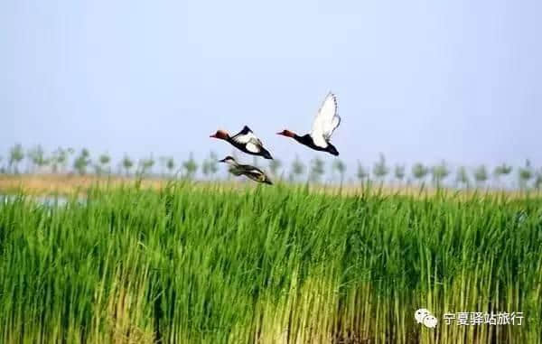 又免费！福建人5月免费游宁夏，其他月份统统半价！