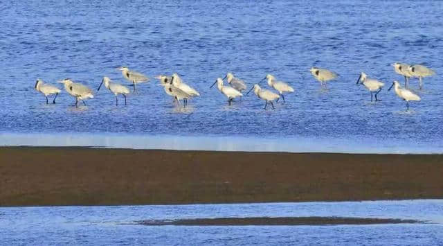 五一，宁夏沙湖向你发出邀请