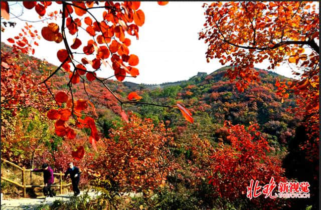 北京市旅游委昨天启动<a href='https://www.xacct.com.cn/tags/jingjiaolvyou_7582_1.html' target='_blank'>京郊旅游</a>市民评选活动 “双节”去哪度假？