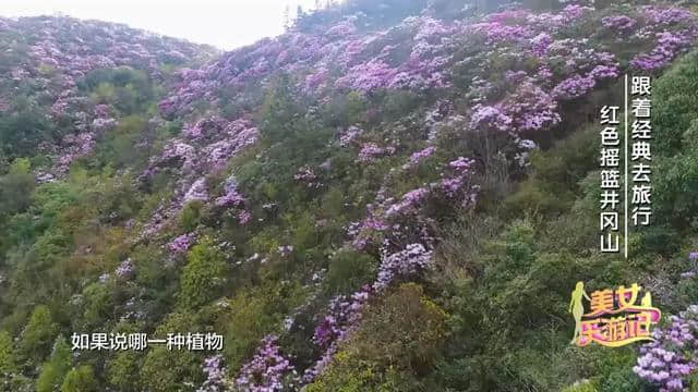 跟着经典去旅行｜走进红色摇篮井冈山 追寻那段红色岁月