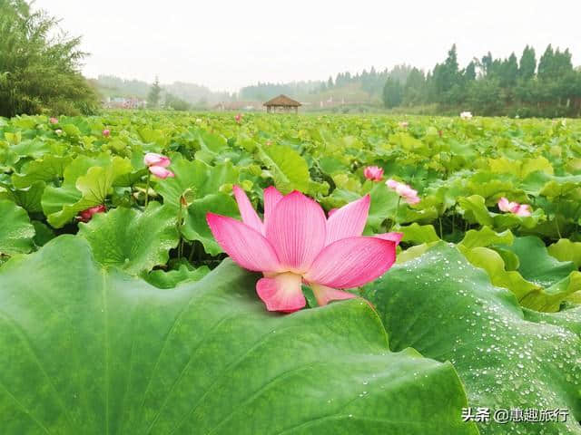 八月重庆游，周末两天打卡小众美景地，别有一番风味