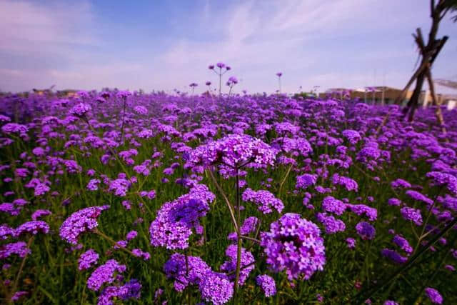 沙湖新增湖东游线，畅享清凉夏日！