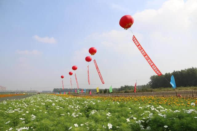 面朝花海 清风自来 “万亩花海”秋季旅游赏花节盛大开幕