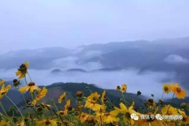 徒步、露营、日出、花海...盘点6条宁波绝美风车公路