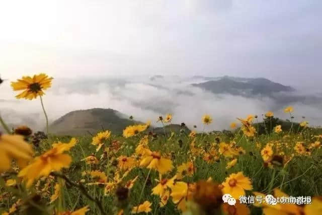 徒步、露营、日出、花海...盘点6条宁波绝美风车公路