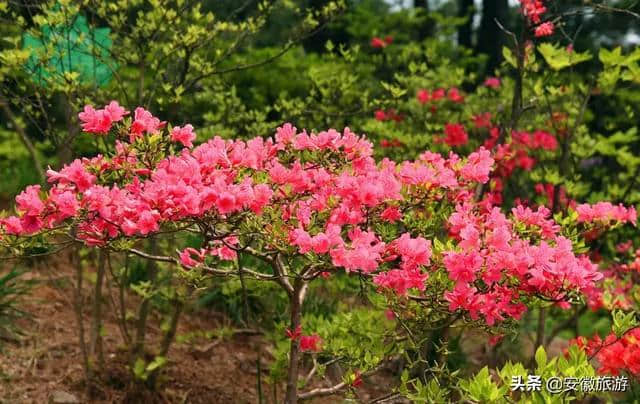 花已成海 天柱山喊你来赏花