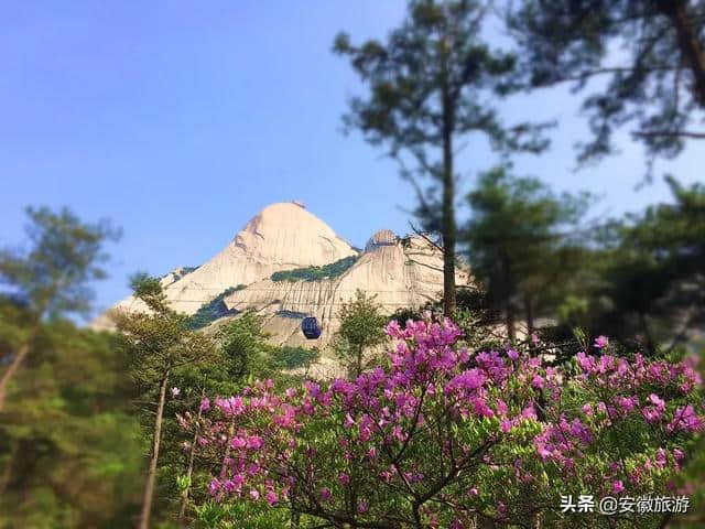 花已成海 天柱山喊你来赏花