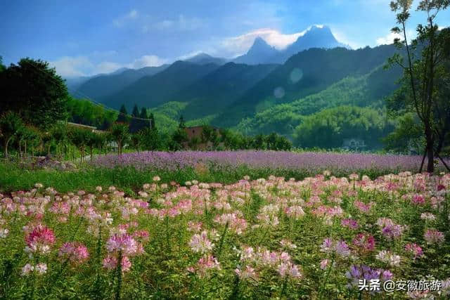 花已成海 天柱山喊你来赏花