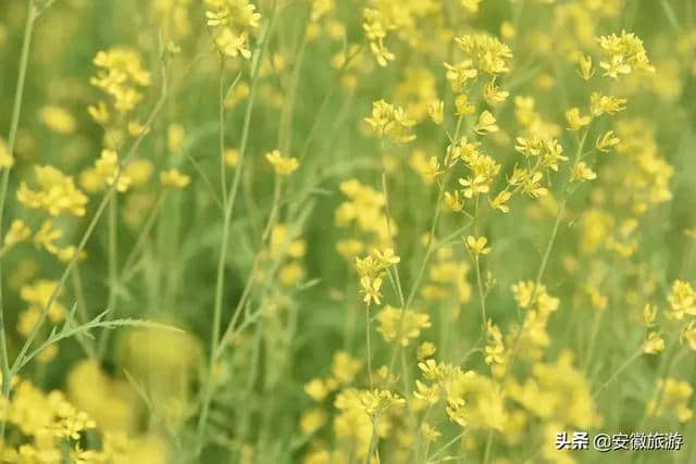 花已成海 天柱山喊你来赏花