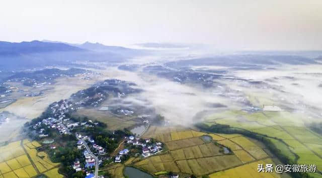 花已成海 天柱山喊你来赏花