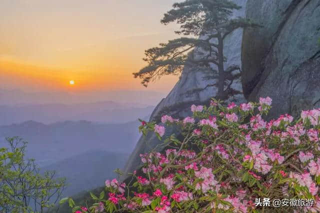 花已成海 天柱山喊你来赏花