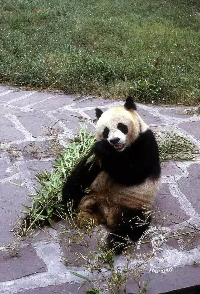 90张老照片，带你看完重庆曾经的故事，张张都是回忆…