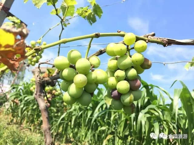 玩法‖湛蓝盛夏在枫泾的清凉玩法