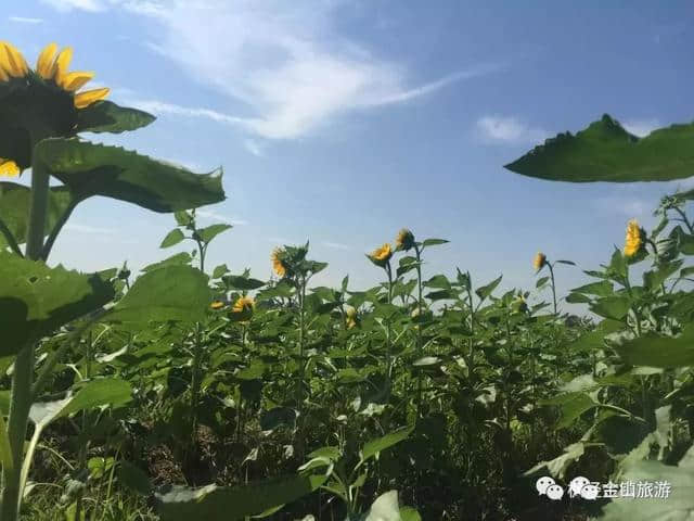 玩法‖湛蓝盛夏在枫泾的清凉玩法