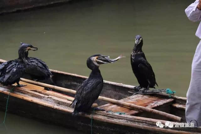 玩法‖湛蓝盛夏在枫泾的清凉玩法