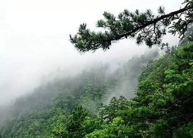 大树王国—天目山大树王景区游玩攻略