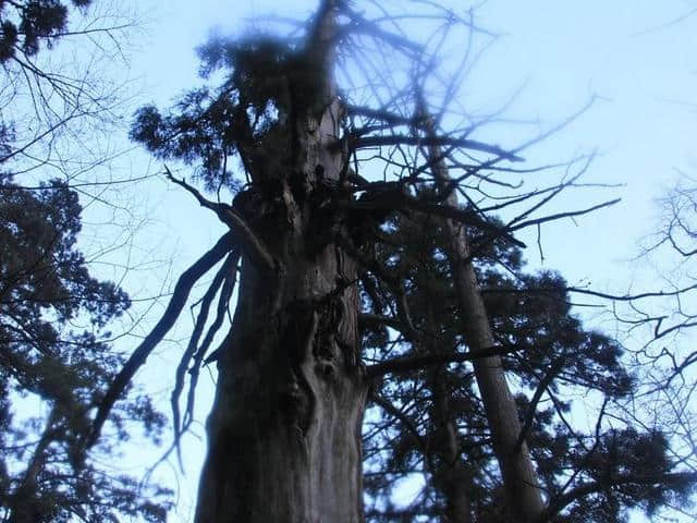 大树王国—天目山大树王景区游玩攻略