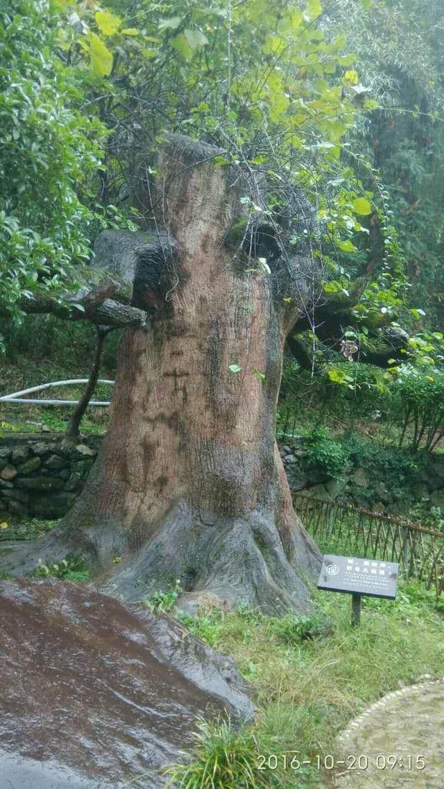 雨中游天目山