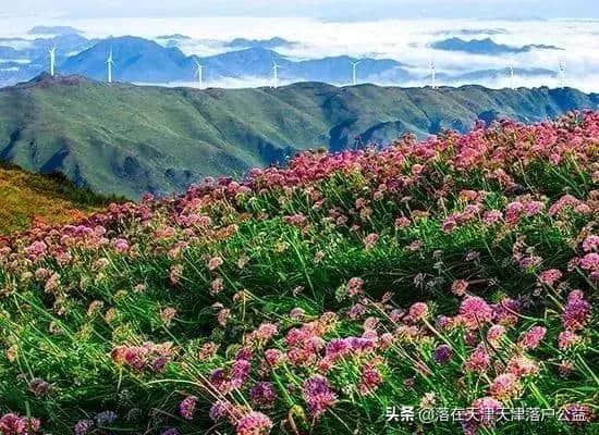 爱旅游的天津人注意了，这个省份所有景点全部半价，高速5折