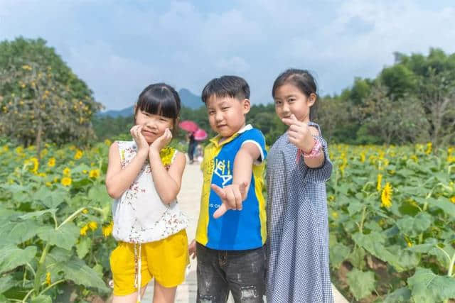 终于开花了！泰石村向日葵基地等你来观赏！