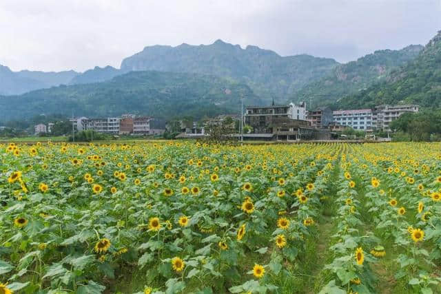 终于开花了！泰石村向日葵基地等你来观赏！