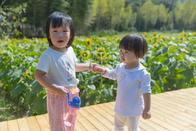 终于开花了！泰石村向日葵基地等你来观赏！