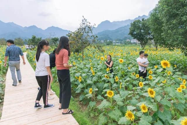 终于开花了！泰石村向日葵基地等你来观赏！