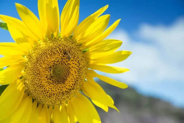 终于开花了！泰石村向日葵基地等你来观赏！