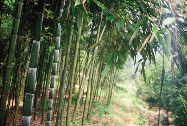 临安西天目山的野奢山居时光