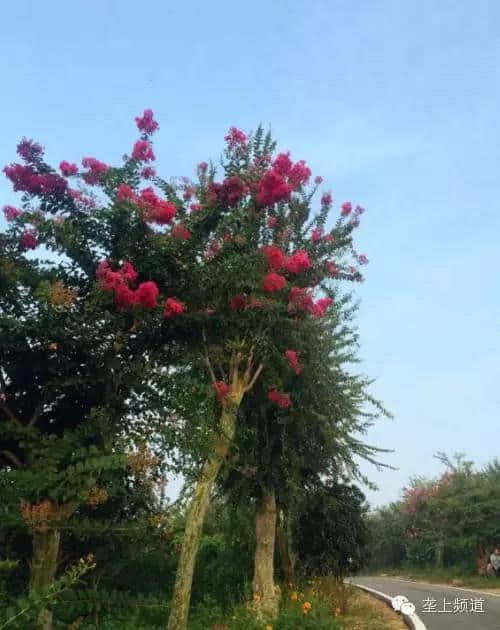 千人变&quot;花痴&quot;!荆门(钟祥)第一届紫薇花文化旅游节盛大开幕