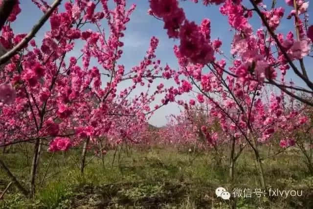 最美人间四月天，凤县美景绝不辜负您！