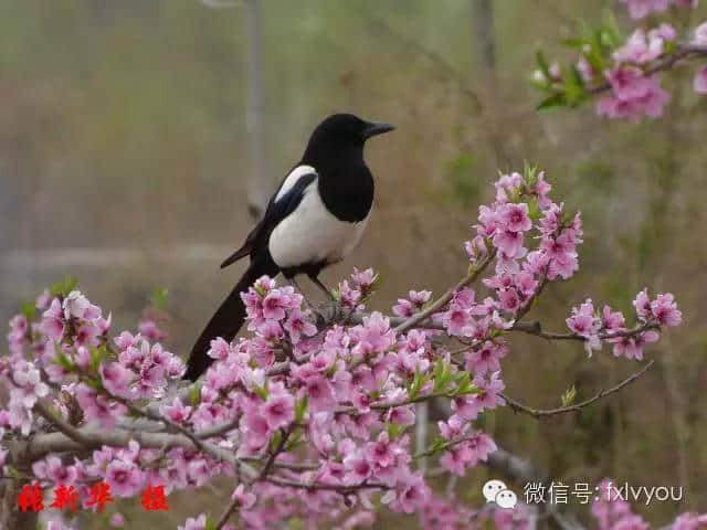 最美人间四月天，凤县美景绝不辜负您！