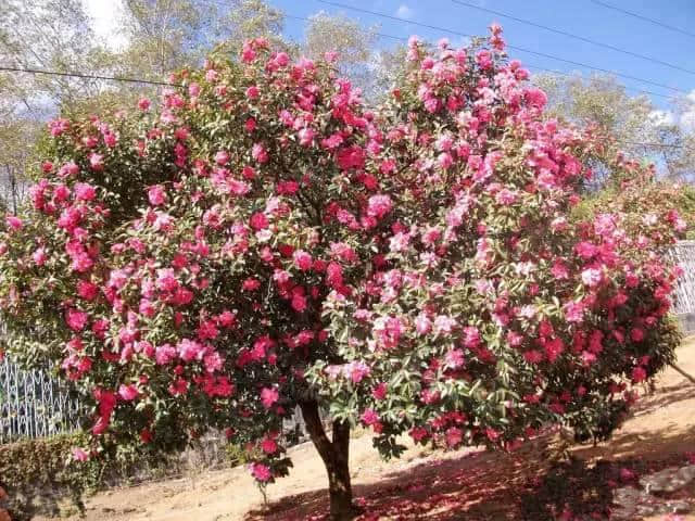 大宁波踏春、赏花攻略。宁波最美的季节让我们一起拥抱大自然