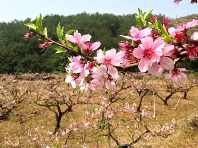 大宁波踏春、赏花攻略。宁波最美的季节让我们一起拥抱大自然