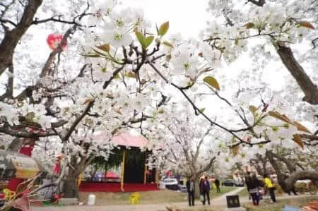 大宁波踏春、赏花攻略。宁波最美的季节让我们一起拥抱大自然