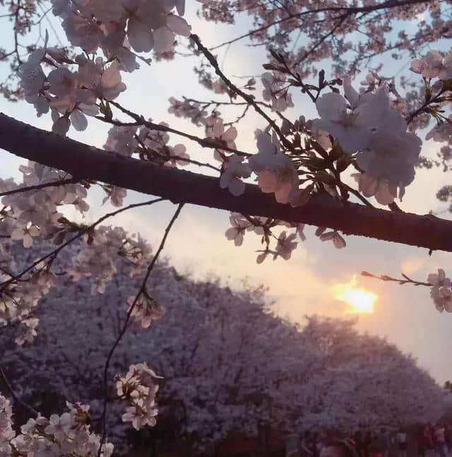 全金华人都在等！市中心这个地方，樱花成海！景美人更美……