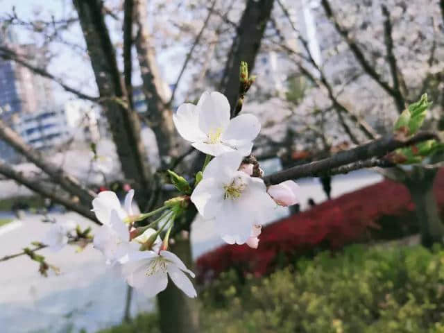 全金华人都在等！市中心这个地方，樱花成海！景美人更美……