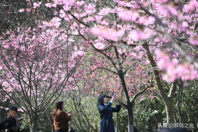 春天到了，送你一份舟山赏花地图