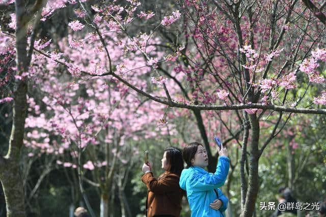 春天到了，送你一份舟山赏花地图