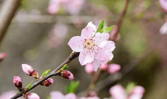 赣县湖江桃花岛对外开放啦！