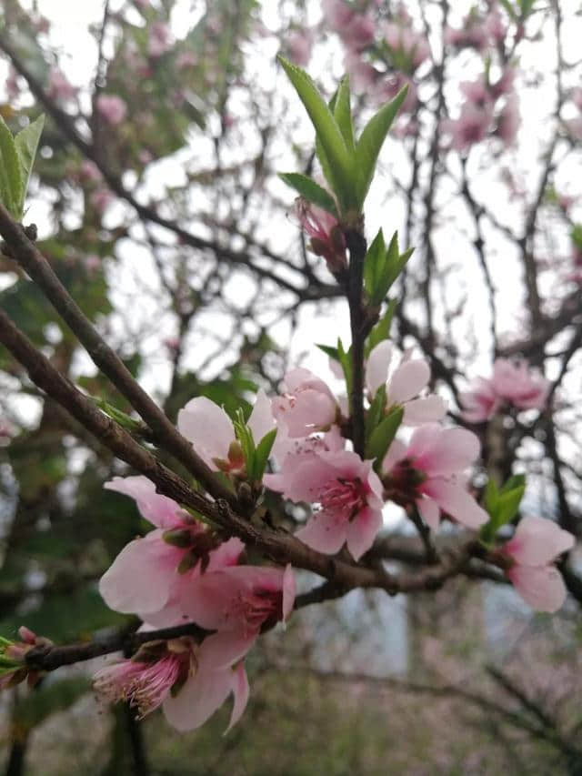 赣县湖江桃花岛对外开放啦！