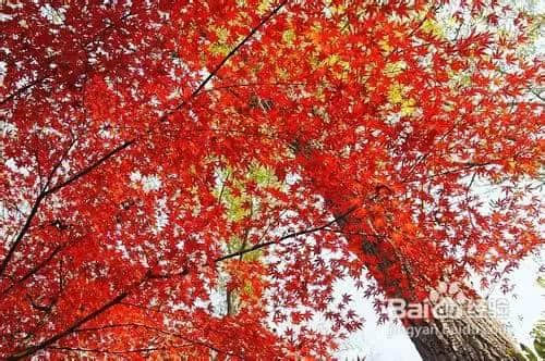 今年中秋节 旅游地点8大推荐