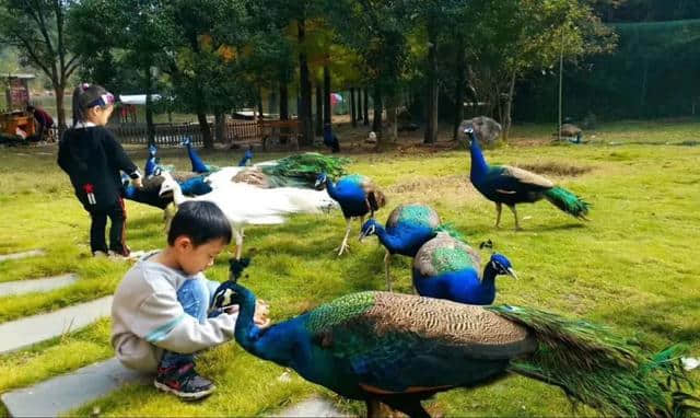 五一永嘉旅游指南来了！ 活动、景区优惠都在这里，拿票攻略请收好！