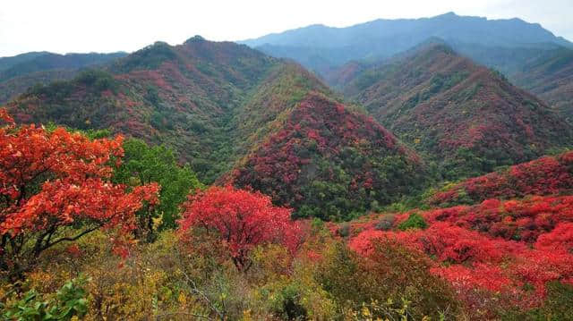 陕州区荣获“中原旅游最具投资潜力目的地”奖