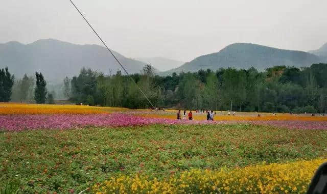 国庆黄金周旅游好去处——距郑州仅90公里中原最美梯田仙草花海